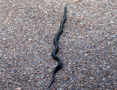 black snake — haiku Smashey's Blog
